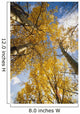 Aspen Trees Fall Colors Wall Mural