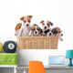 Jack Russell Terriers Wall Decal