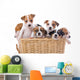 Jack Russell Terriers Wall Decal