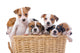 Jack Russell Terriers Wall Decal