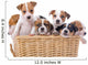 Jack Russell Terriers Wall Decal