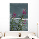 Fireweed Blooms Along Ptarmigan Creek Kp Ak Summer Chugach Nf Wall Mural
