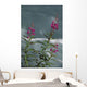Fireweed Blooms Along Ptarmigan Creek Kp Ak Summer Chugach Nf Wall Mural