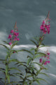 Fireweed Blooms Along Ptarmigan Creek Kp Ak Summer Chugach Nf Wall Mural