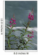 Fireweed Blooms Along Ptarmigan Creek Kp Ak Summer Chugach Nf Wall Mural
