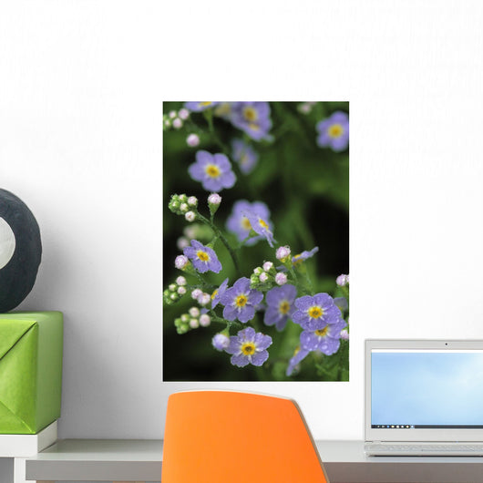 Forget-Me-Not Ak State Flower Covered In Dew Sc Ak Anchorage Garden Wall Mural