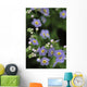 Forget-Me-Not Ak State Flower Covered In Dew Sc Ak Anchorage Garden Wall Mural