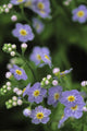Forget-Me-Not Ak State Flower Covered In Dew Sc Ak Anchorage Garden Wall Mural