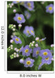 Forget-Me-Not Ak State Flower Covered In Dew Sc Ak Anchorage Garden Wall Mural