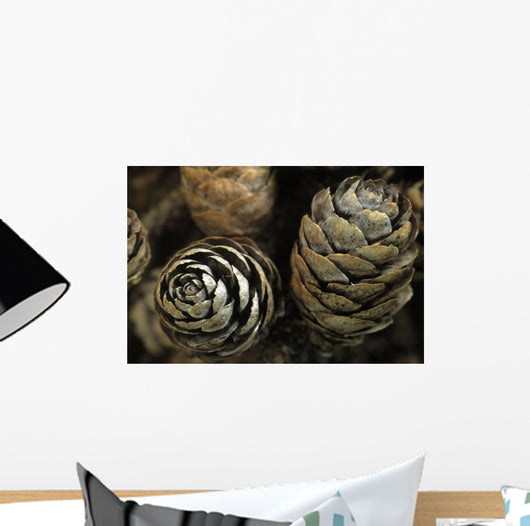 Closeup Weathered Black Spruce Wall Decal