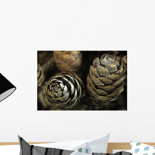 Closeup Weathered Black Spruce Wall Decal