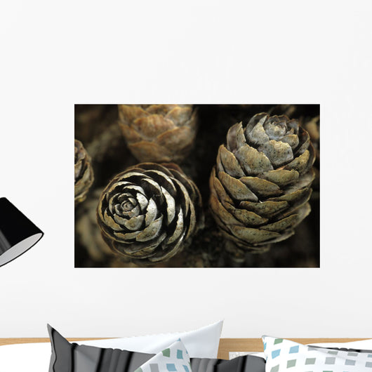 Closeup Weathered Black Spruce Wall Decal