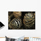 Closeup Weathered Black Spruce Wall Decal