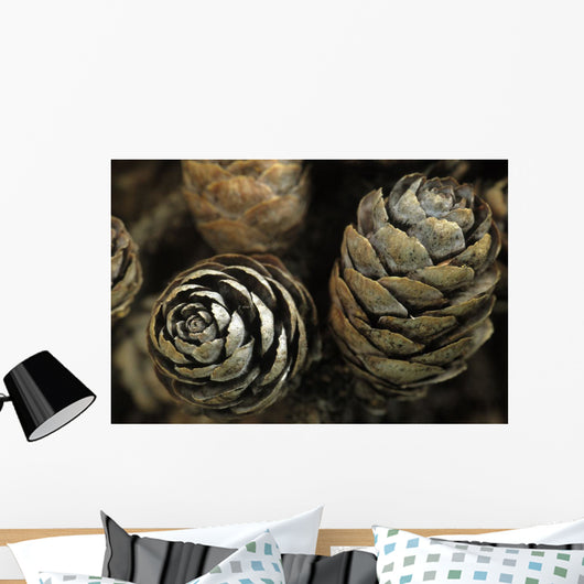 Closeup Weathered Black Spruce Wall Decal