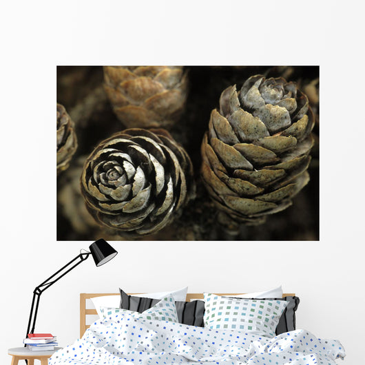 Closeup Weathered Black Spruce Wall Decal