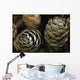 Closeup Weathered Black Spruce Wall Decal