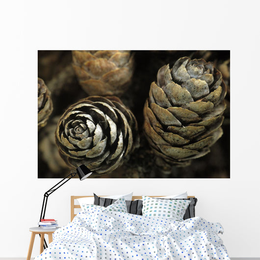 Closeup Weathered Black Spruce Wall Decal