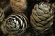 Closeup Weathered Black Spruce Wall Decal