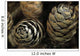 Closeup Weathered Black Spruce Wall Decal