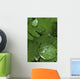 Raindrops On Wood Fern Fronds Boreal Forest Sc Ak Summer Wall Mural