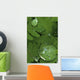 Raindrops On Wood Fern Fronds Boreal Forest Sc Ak Summer Wall Mural
