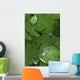 Raindrops On Wood Fern Fronds Boreal Forest Sc Ak Summer Wall Mural