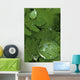Raindrops On Wood Fern Fronds Boreal Forest Sc Ak Summer Wall Mural