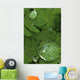 Raindrops On Wood Fern Fronds Boreal Forest Sc Ak Summer Wall Mural