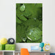 Raindrops On Wood Fern Fronds Boreal Forest Sc Ak Summer Wall Mural
