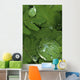 Raindrops On Wood Fern Fronds Boreal Forest Sc Ak Summer Wall Mural