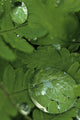 Raindrops On Wood Fern Fronds Boreal Forest Sc Ak Summer Wall Mural