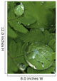Raindrops On Wood Fern Fronds Boreal Forest Sc Ak Summer Wall Mural