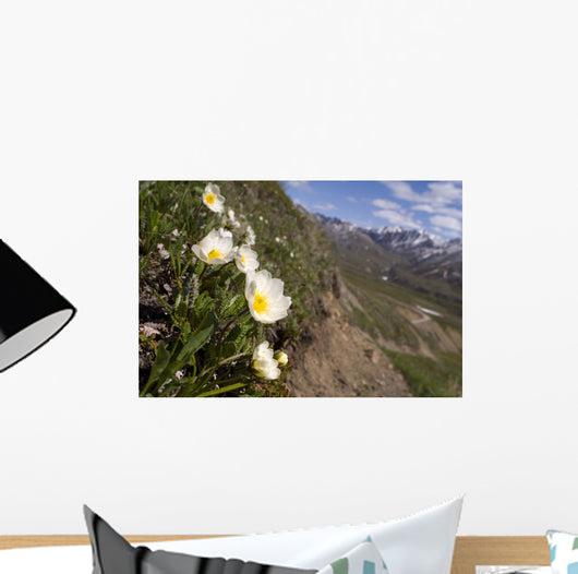 Mountain Avens Bloom On A Hillside At Denali National Park Spring Wall Mural