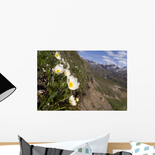Mountain Avens Bloom On A Hillside At Denali National Park Spring Wall Mural