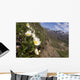 Mountain Avens Bloom On A Hillside At Denali National Park Spring Wall Mural