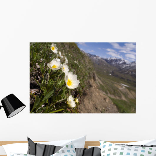 Mountain Avens Bloom On A Hillside At Denali National Park Spring Wall Mural