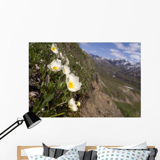 Mountain Avens Bloom On A Hillside At Denali National Park Spring Wall Mural