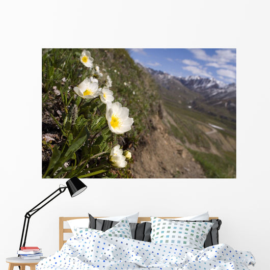 Mountain Avens Bloom On A Hillside At Denali National Park Spring Wall Mural