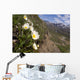 Mountain Avens Bloom On A Hillside At Denali National Park Spring Wall Mural