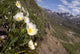 Mountain Avens Bloom On A Hillside At Denali National Park Spring Wall Mural