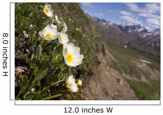 Mountain Avens Bloom On A Hillside At Denali National Park Spring Wall Mural