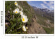 Mountain Avens Bloom On A Hillside At Denali National Park Spring Wall Mural
