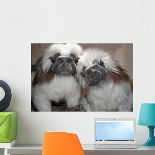 Cotton Top Tamarins Wall Mural
