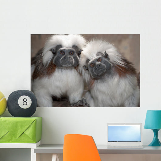 Cotton Top Tamarins Wall Mural