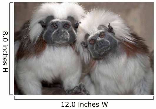Cotton Top Tamarins Wall Mural