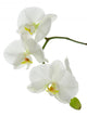 White Orchid White