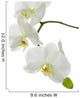 White Orchid White