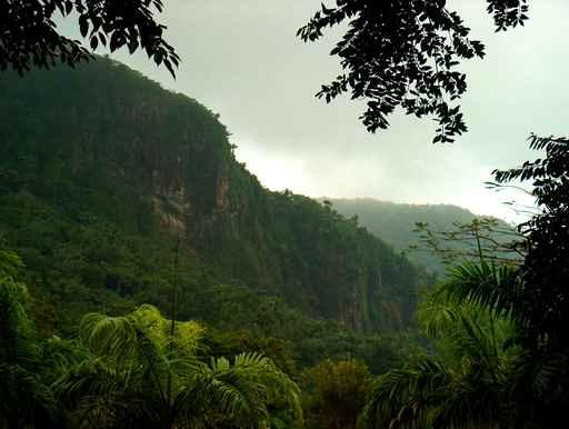 Tropical Rainforest Wall Decal