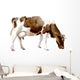Watercolor Illustration Cow Village Wall Decal