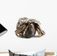 Hermit Crab Wall Decal